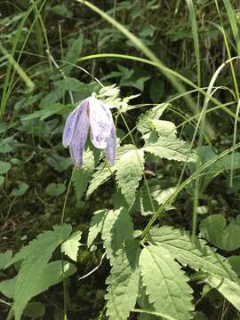 Imagem de Clematis alpina (L.) Miller