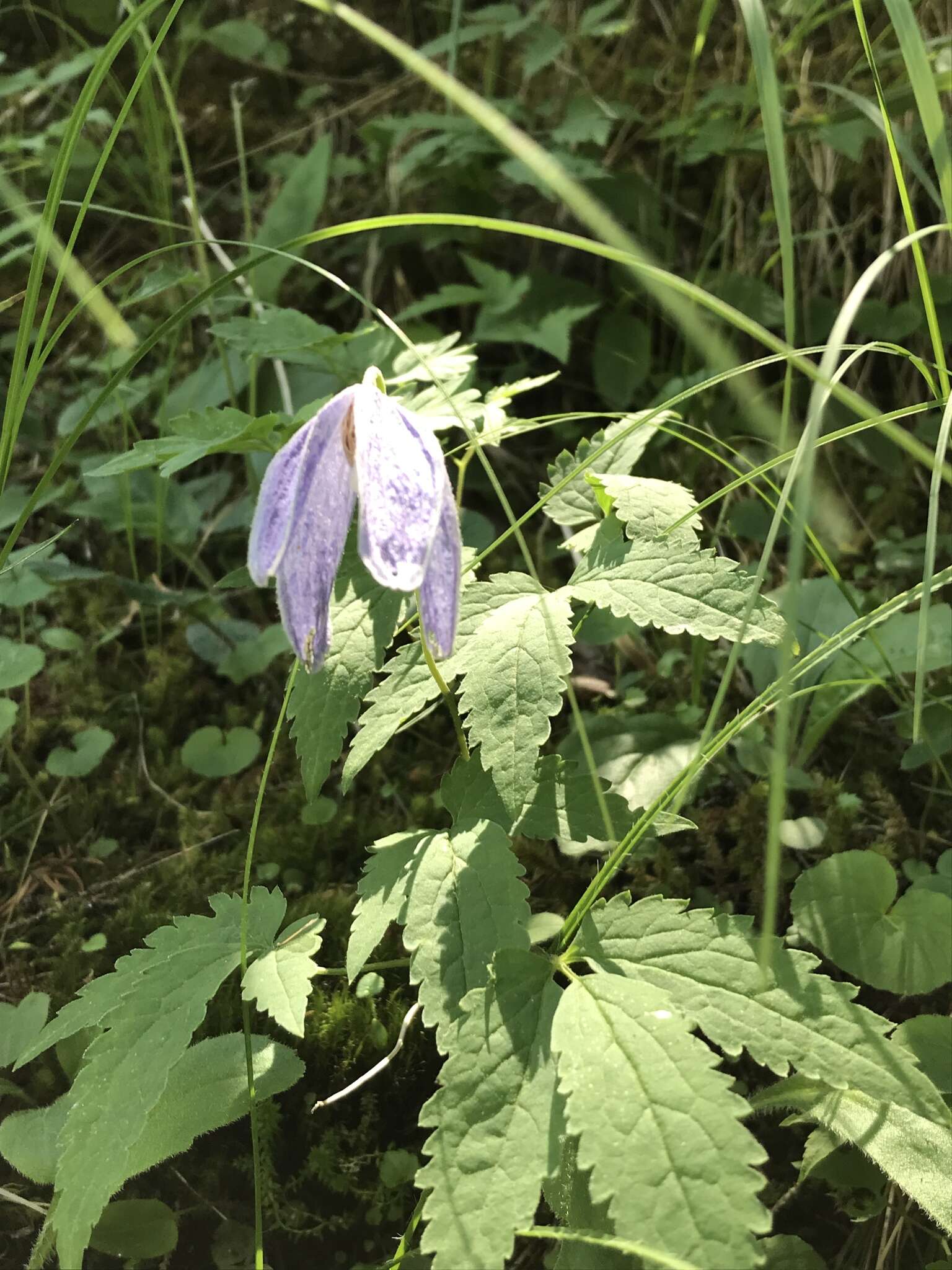 Слика од Clematis alpina (L.) Miller