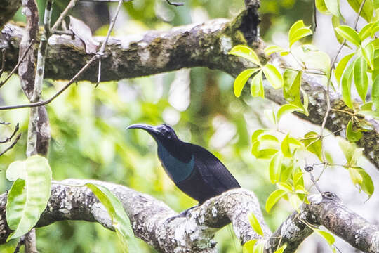 Image of Magnificent Riflebird