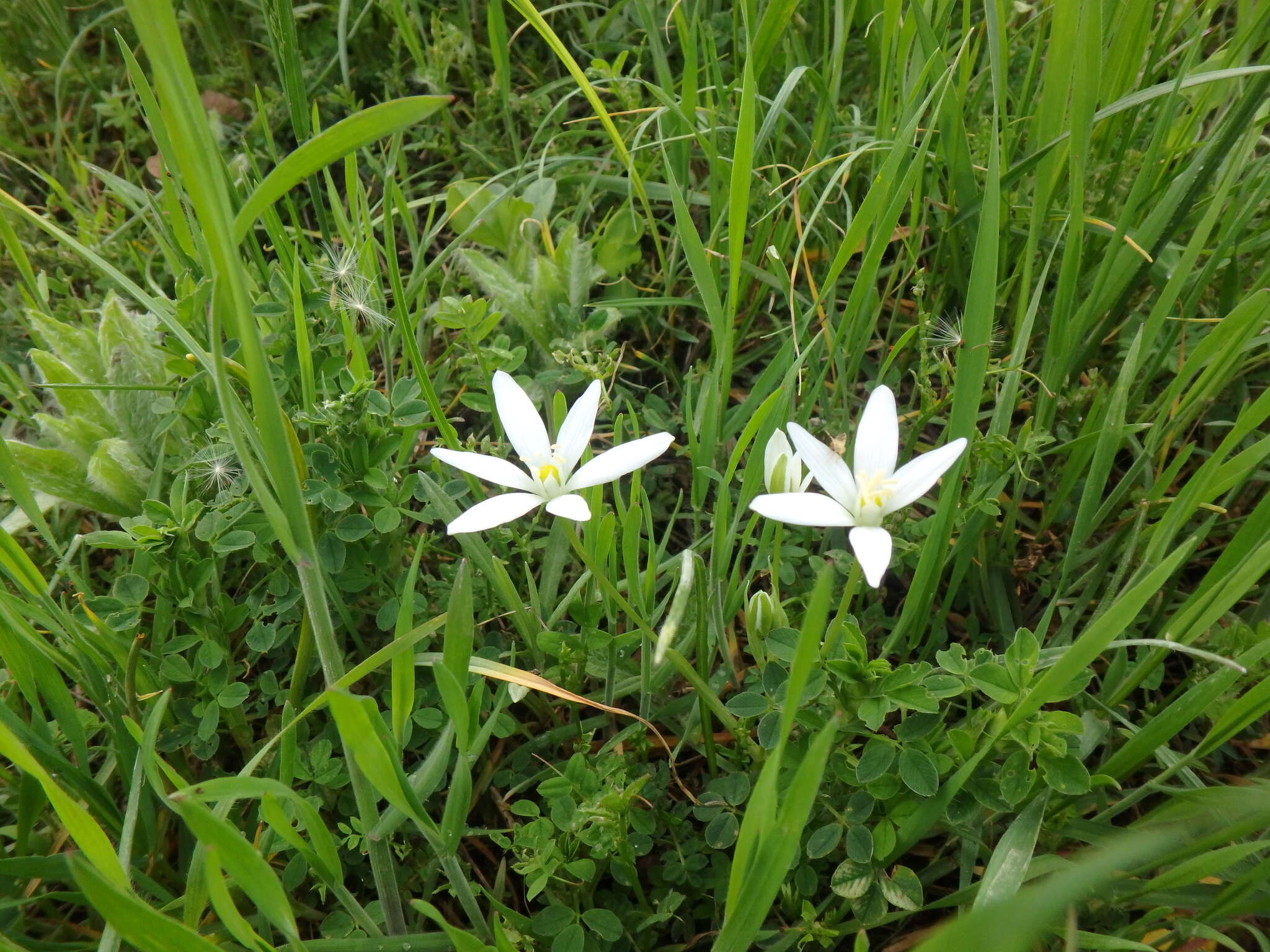 Image of Ornithogalum woronowii Krasch.