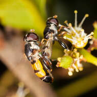 Image of Syrphid fly