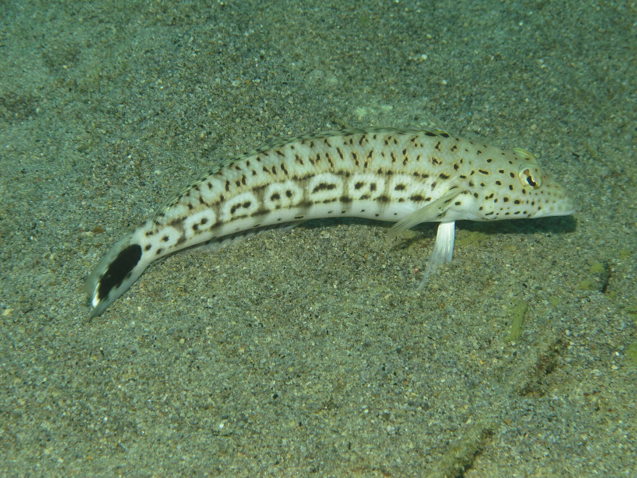 Image of Parapercis pacifica Imamura & Yoshino 2007