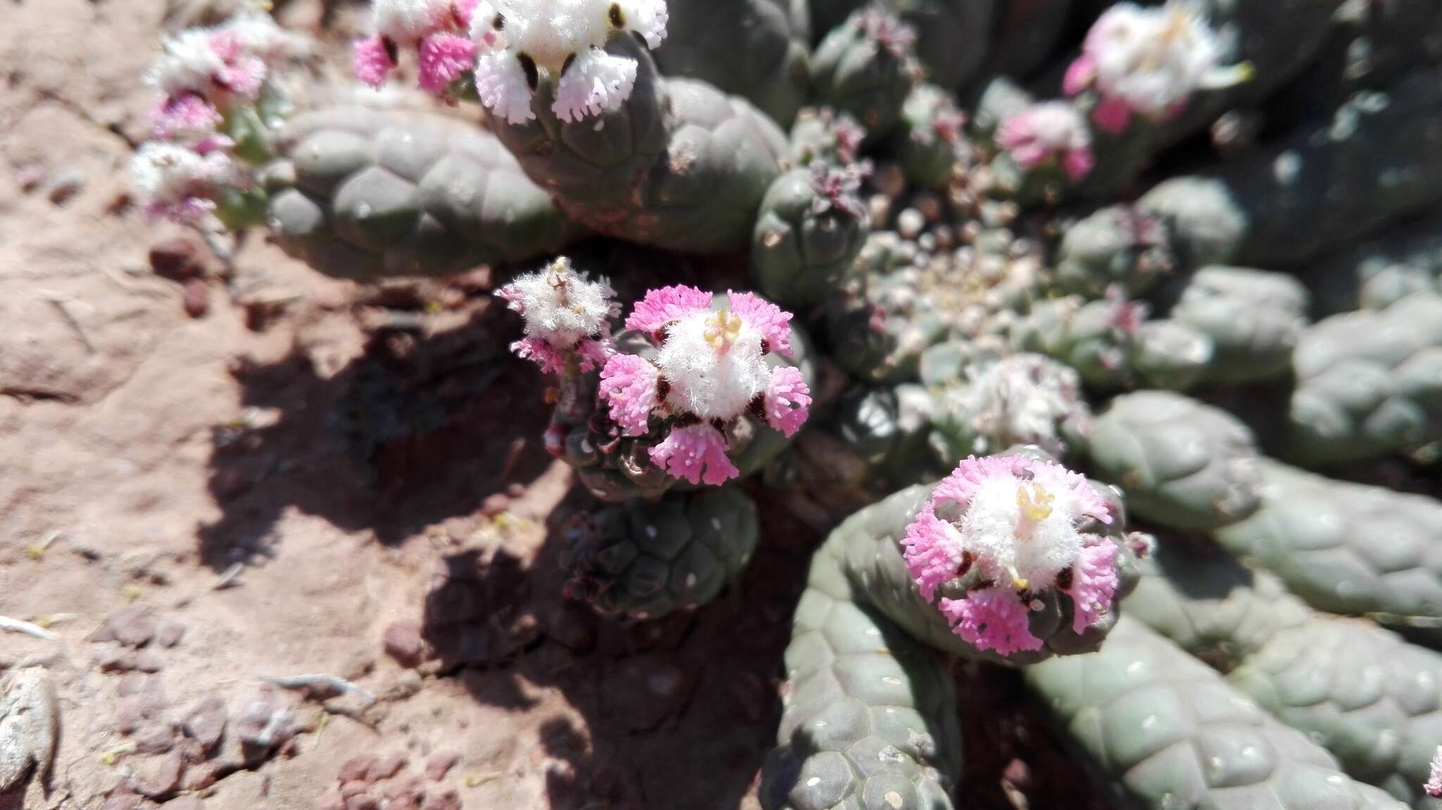 Image of Euphorbia inermis Mill.