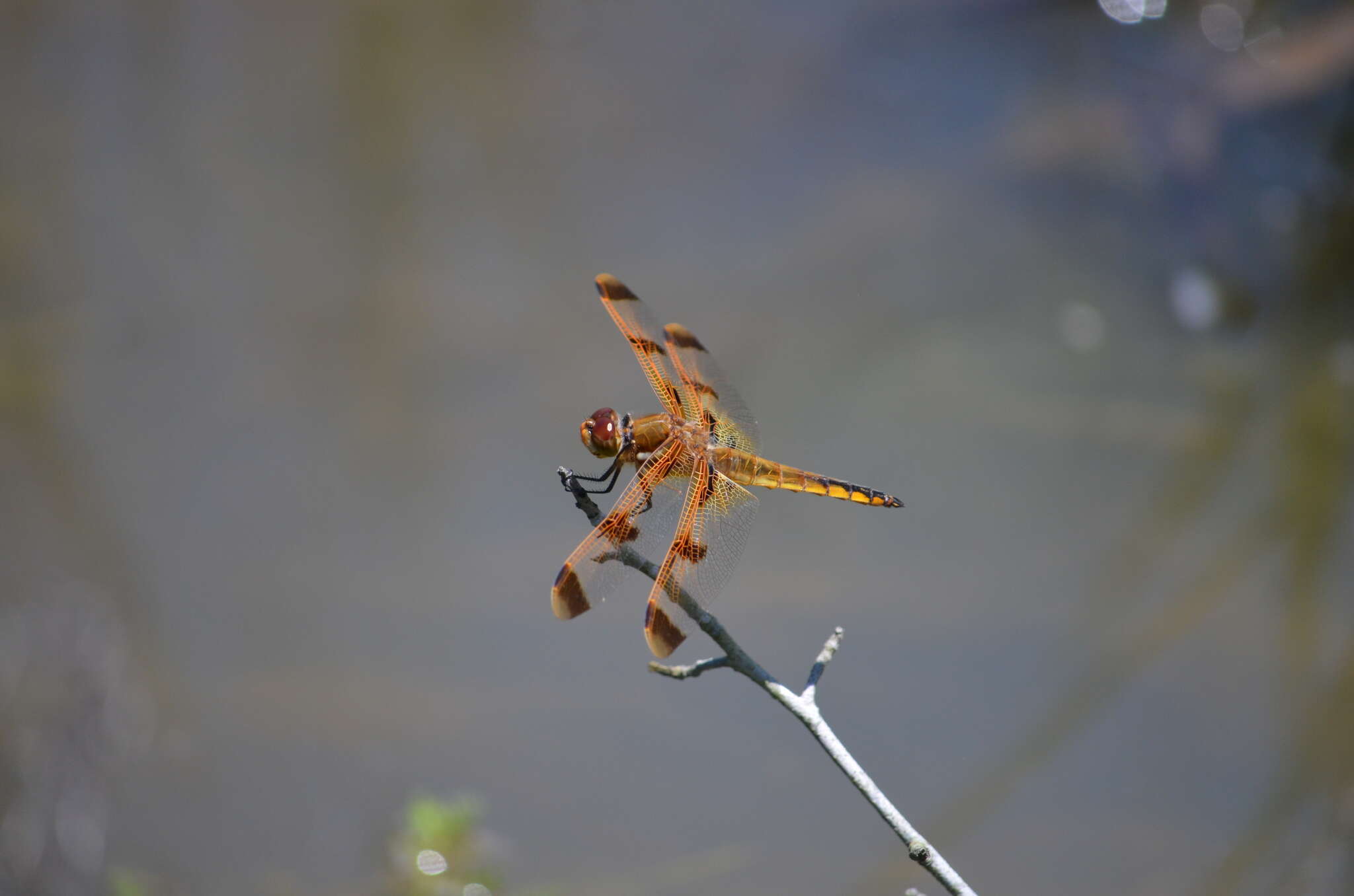 Image of Painted Skimmer