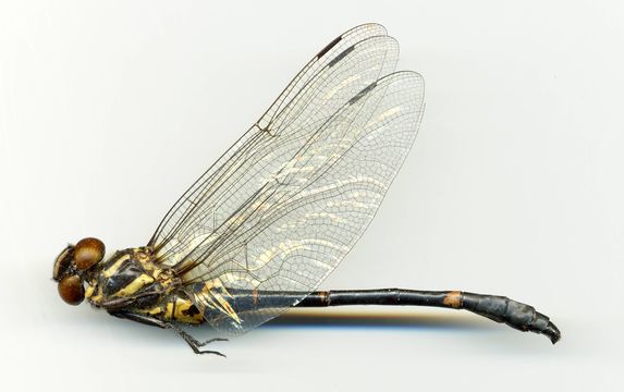 Image of <i>Chlorogomphus nasutus</i> Needham 1930