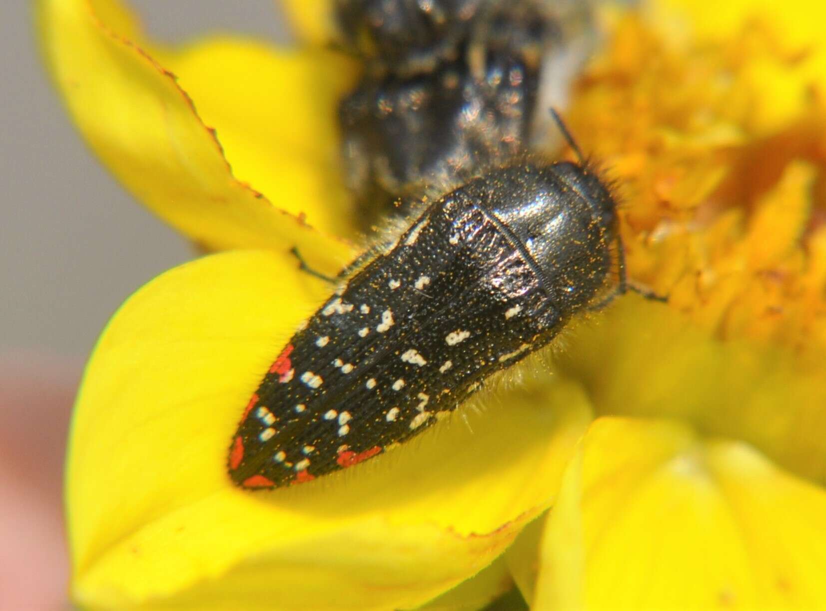 Imagem de Acmaeodera rubronotata Laporte & Gory 1835