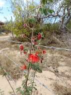 Image of Calliandra peninsularis Rose