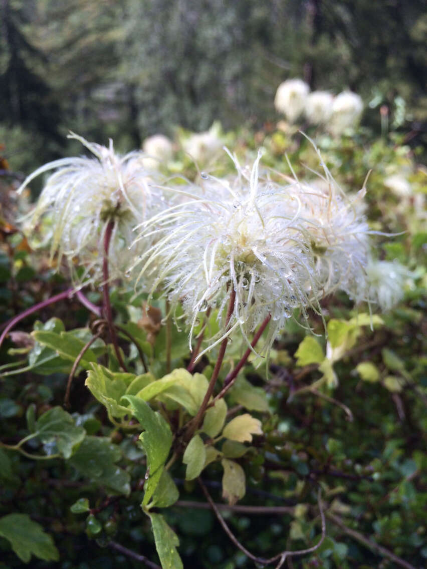 Image of pipestem clematis