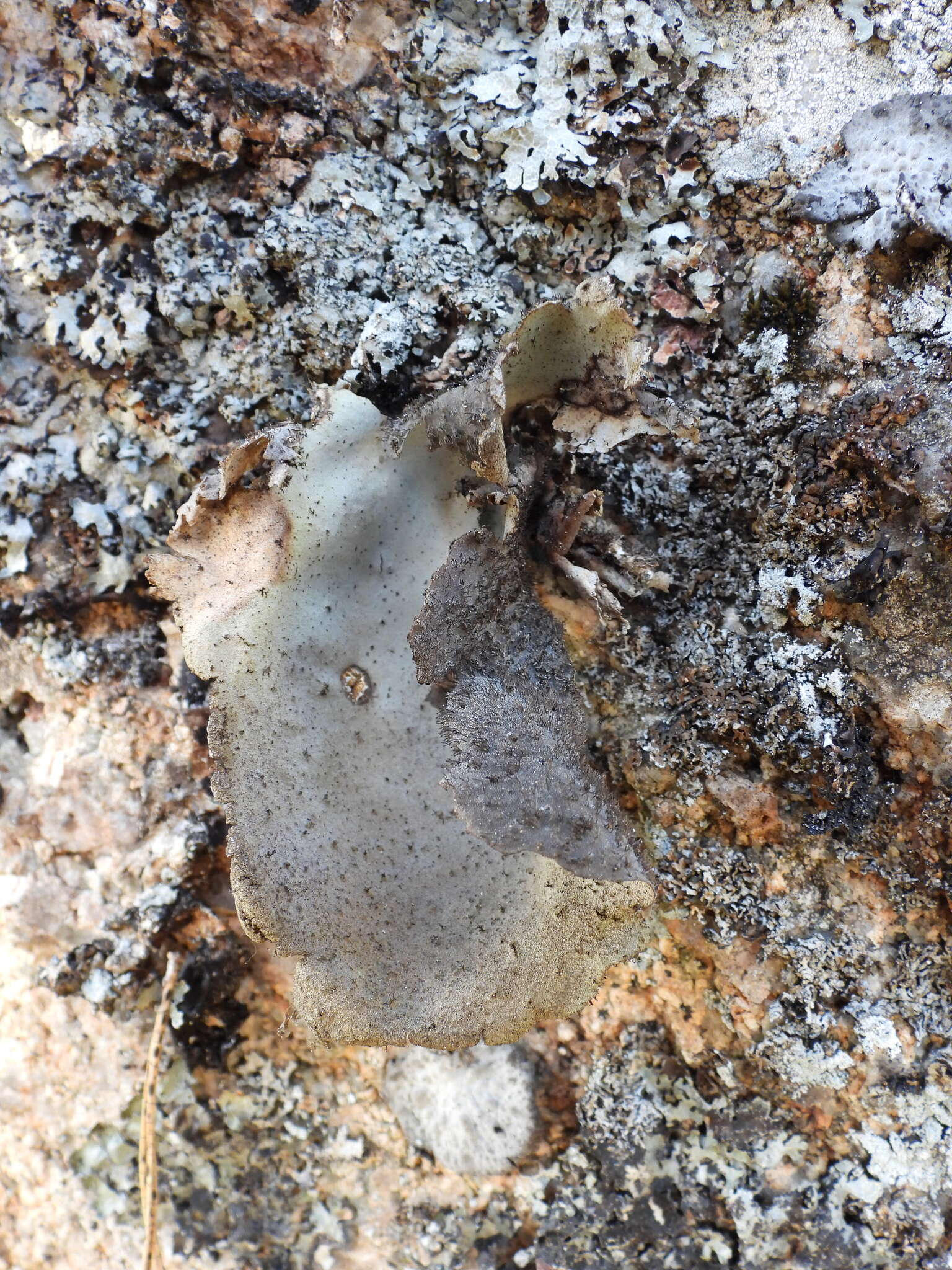 Image of navel lichen