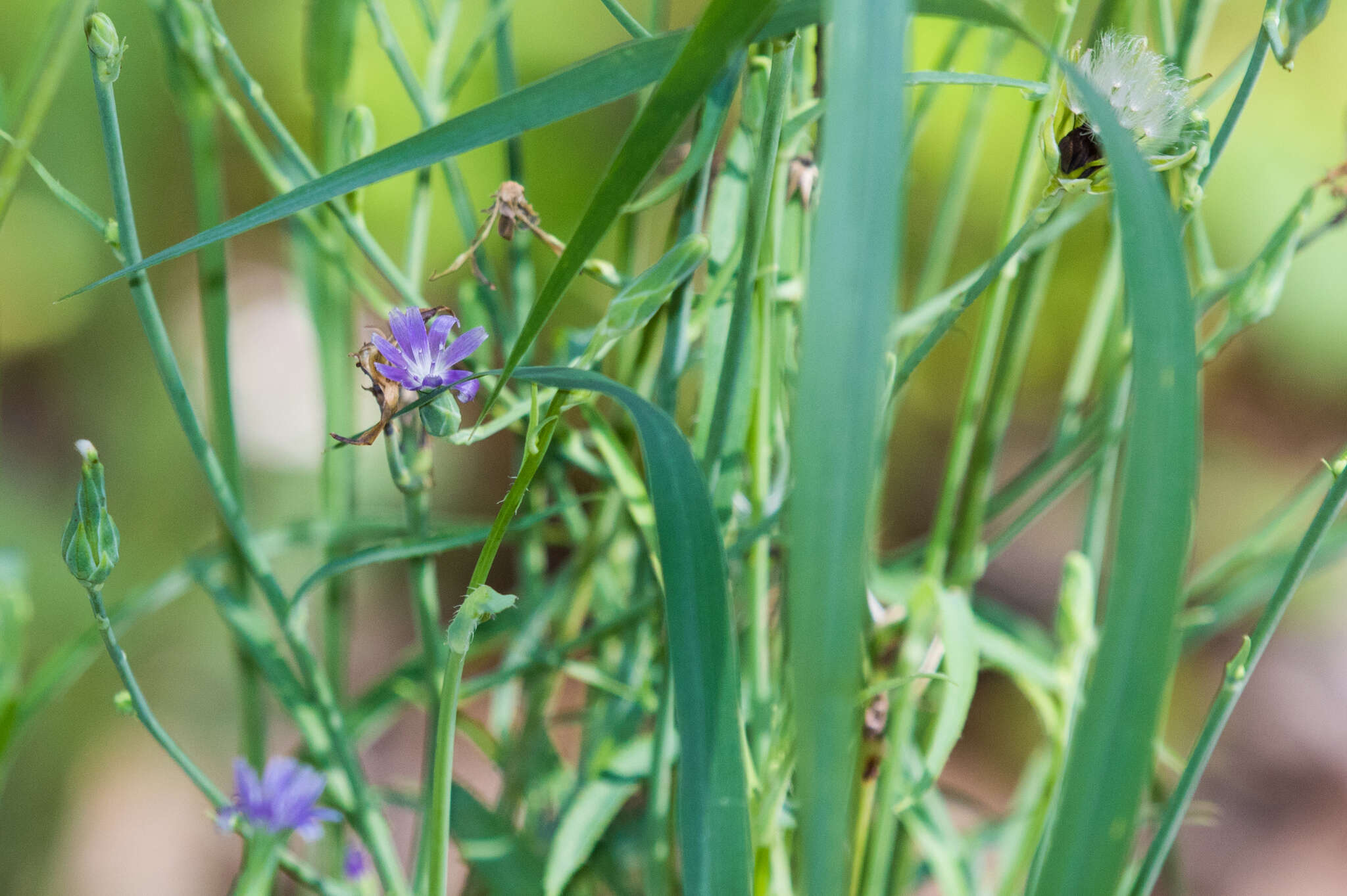 Lactuca graminifolia Michx. resmi