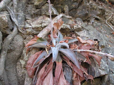 Image of Thompsonella platyphylla Rose