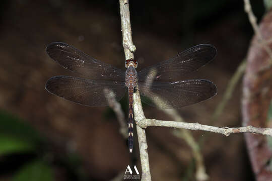 Image of Uracis fastigiata (Burmeister 1839)