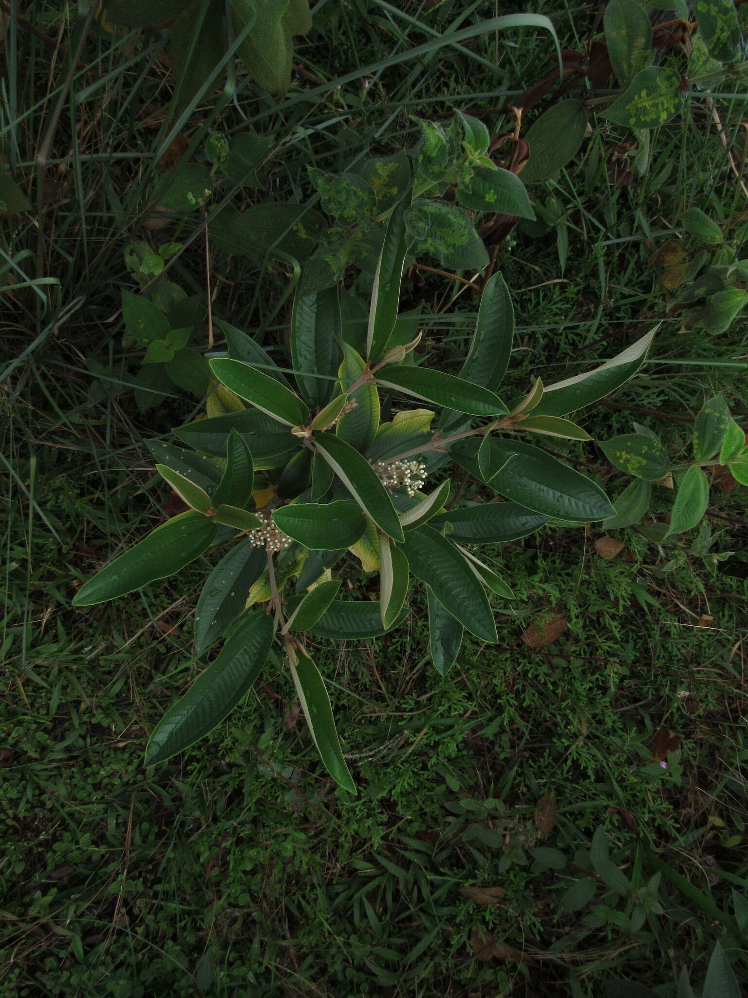 Image of Miconia stenostachya (Schrank & C. Martius) DC.