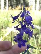 Plancia ëd Delphinium geraniifolium Rydb.