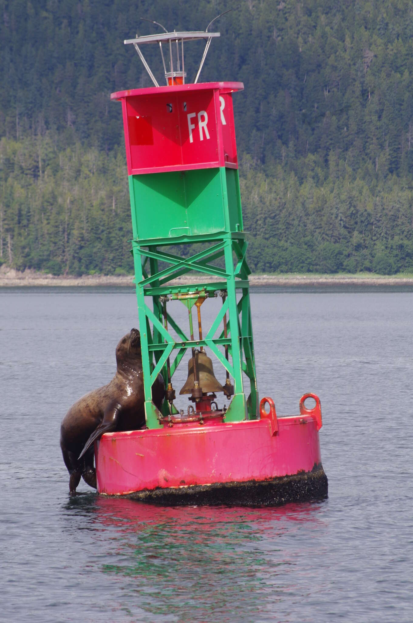 Image of northerns sea lions