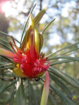 Image of Lambertia formosa Sm.