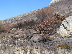 Image de Leucadendron argenteum (L.) R. Br.