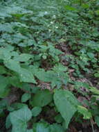 Image of broadleaf enchanter's nightshade