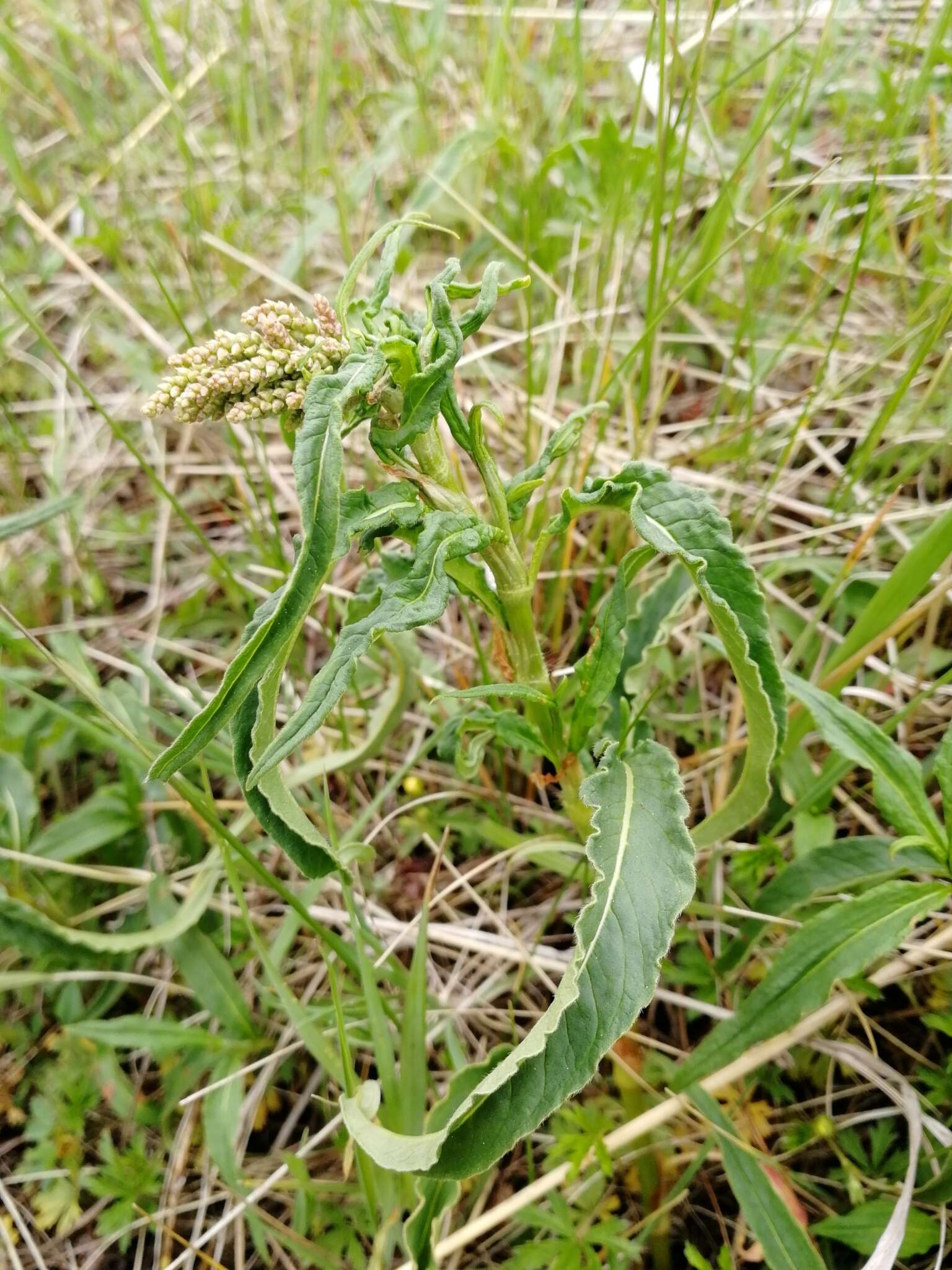 Sivun Koenigia alpina (All.) T. M. Schust. & Reveal kuva