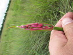 Image of Nerine angustifolia (Baker) W. Watson