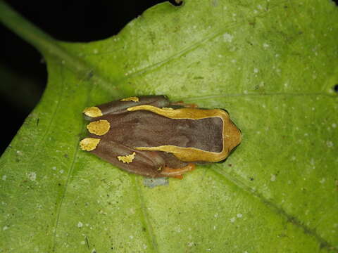 Image of Dendropsophus arndti Caminer, Milá, Jansen, Fouquet, Venegas, Chávez, Lougheed & Ron 2017