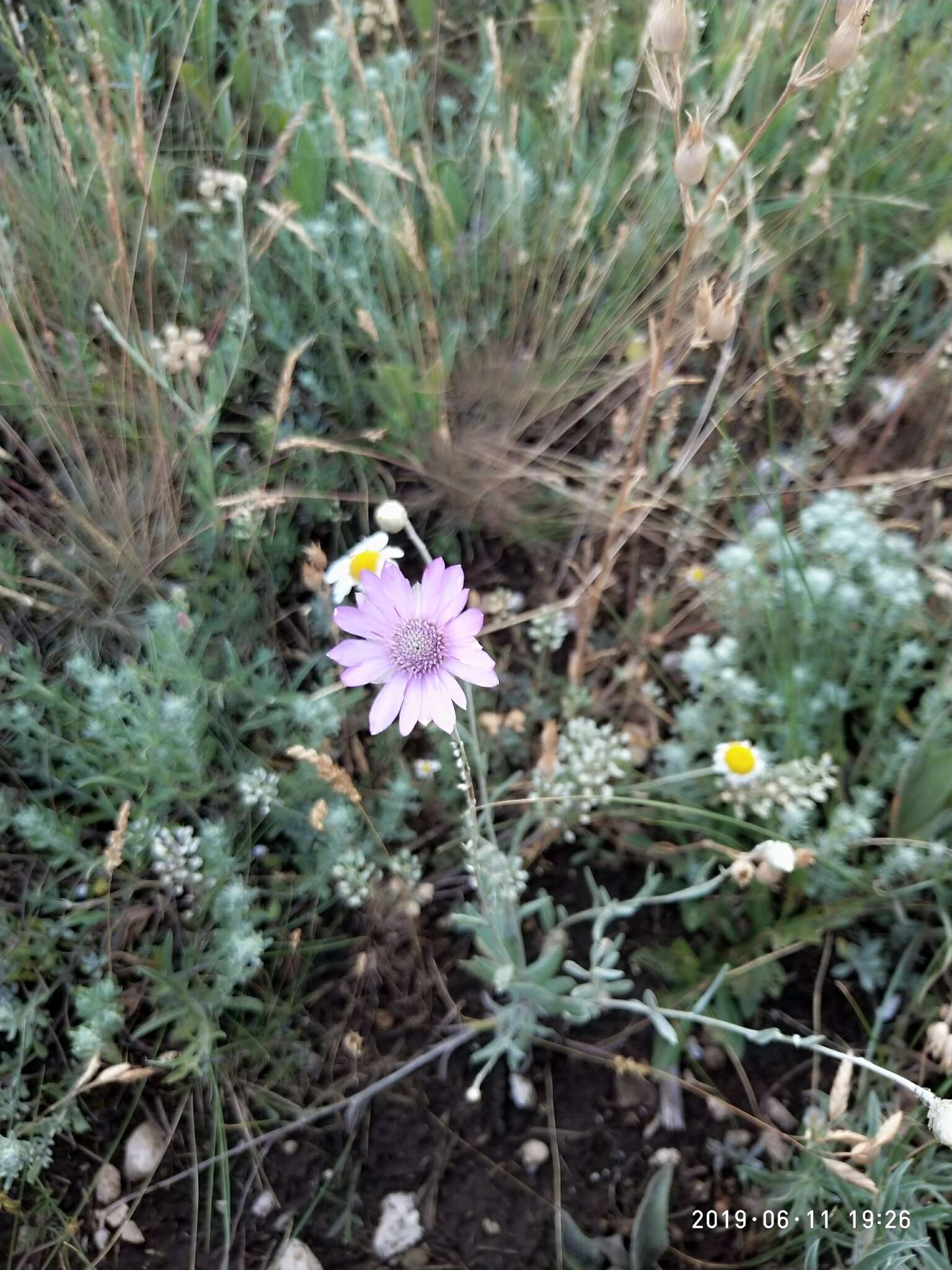 Sivun Xeranthemum annuum L. kuva