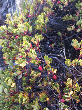 Image de Vaccinium reticulatum Sm.