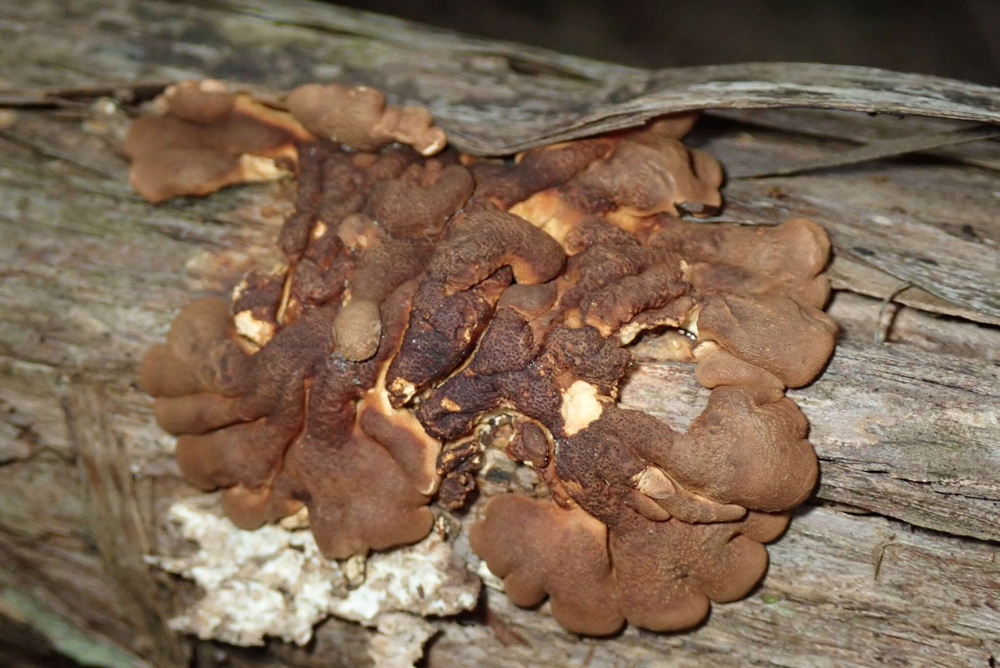 Image of Hypocreopsis amplectens T. W. May & P. R. Johnst. 2007