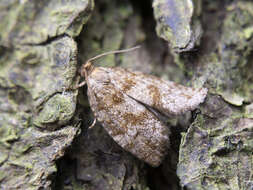 Choristoneura murinana Hübner 1800 resmi