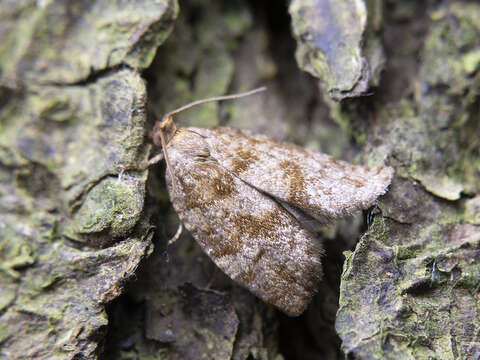 Choristoneura murinana Hübner 1800 resmi