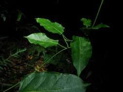 Image of Leichhardtia rostrata (R. Br.) P. I. Forst.