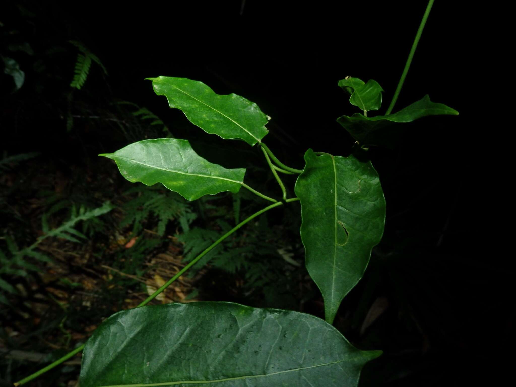 Image of Leichhardtia rostrata (R. Br.) P. I. Forst.