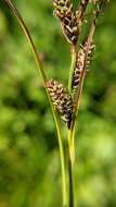 Image of Northwestern Showy Sedge