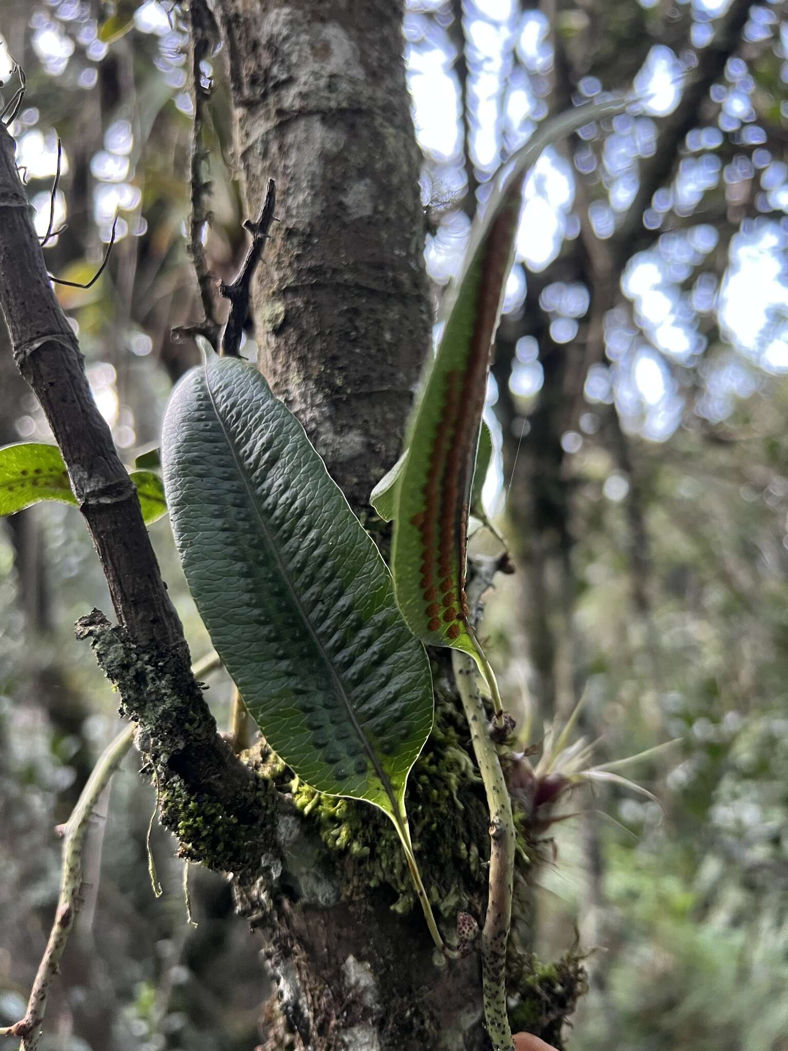 Image of Serpocaulon levigatum (Cav.) A. R. Sm.