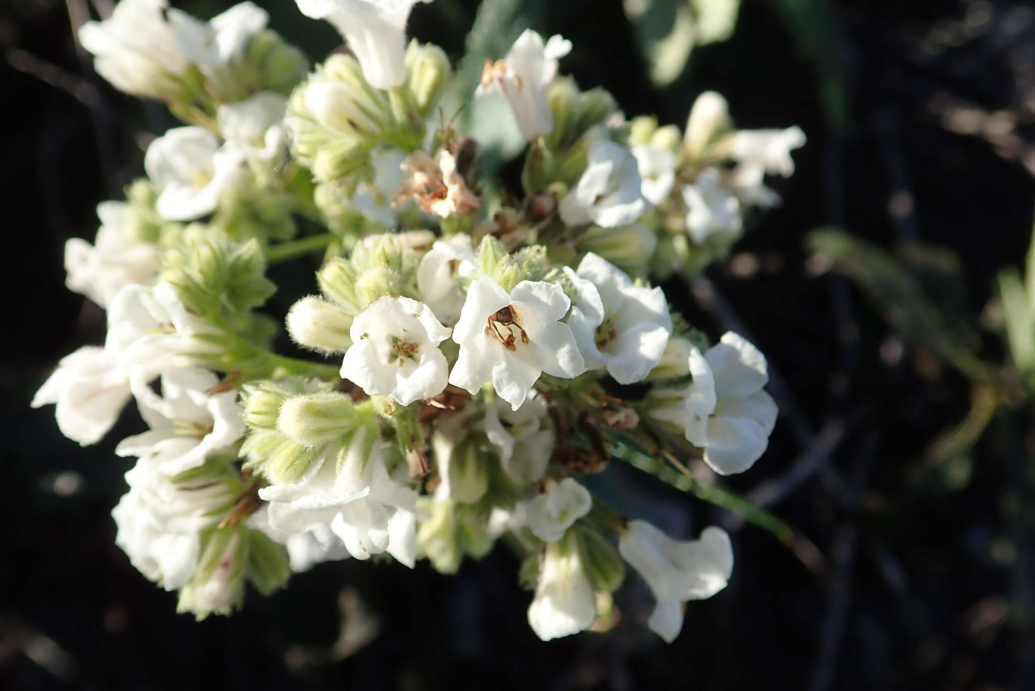 Image of Eriodictyon trichocalyx var. trichocalyx