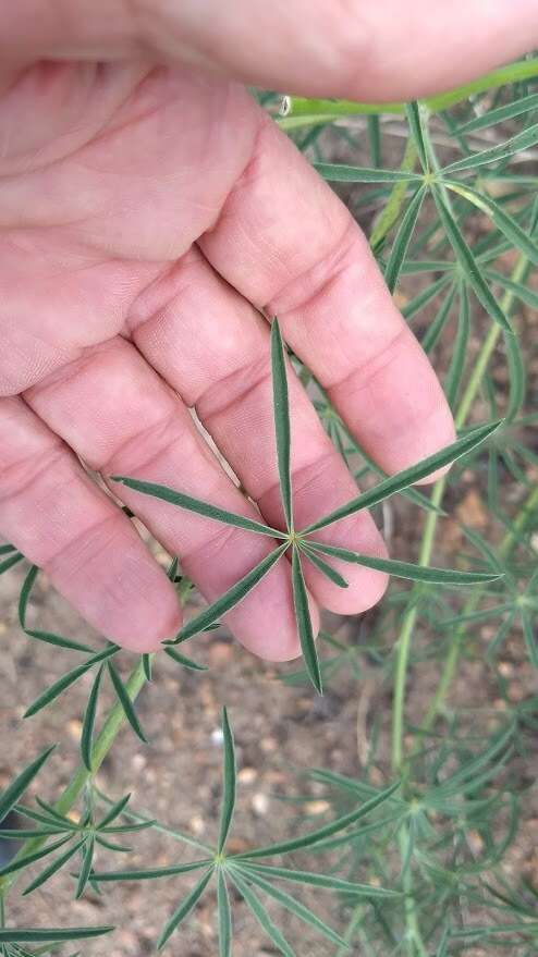 Sivun Lupinus andersonii S. Watson kuva