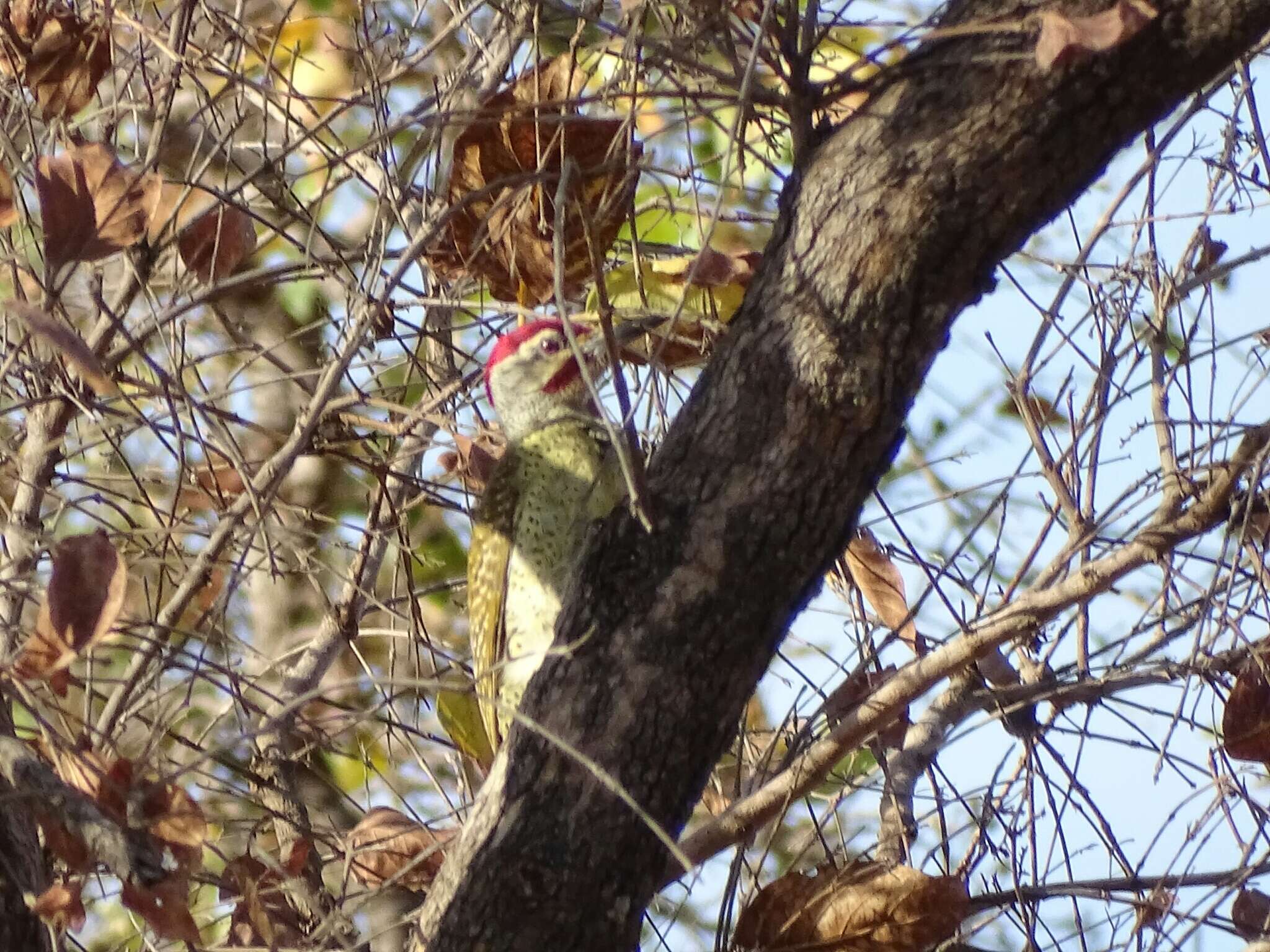 Image of Fine-spotted Woodpecker