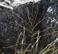 Image of Digitaria parviflora (R. Br.) Hughes