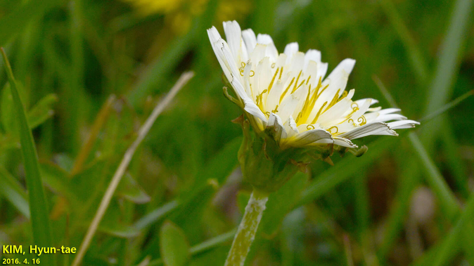 Taraxacum coreanum Nakai的圖片