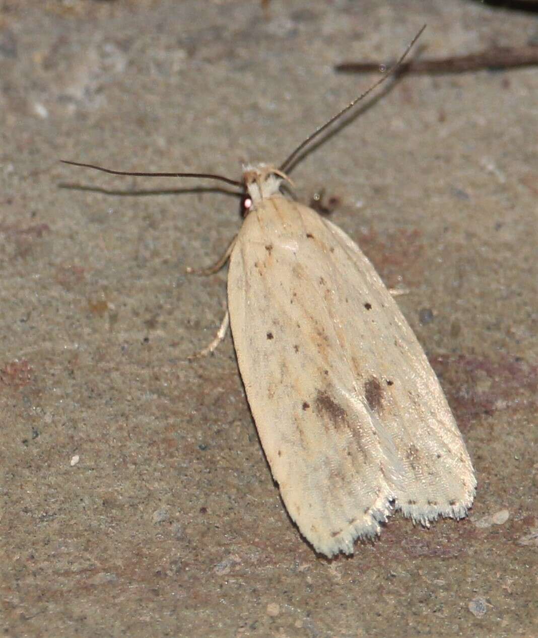 Image of Agonopterix kaekeritziana Linnaeus 1767