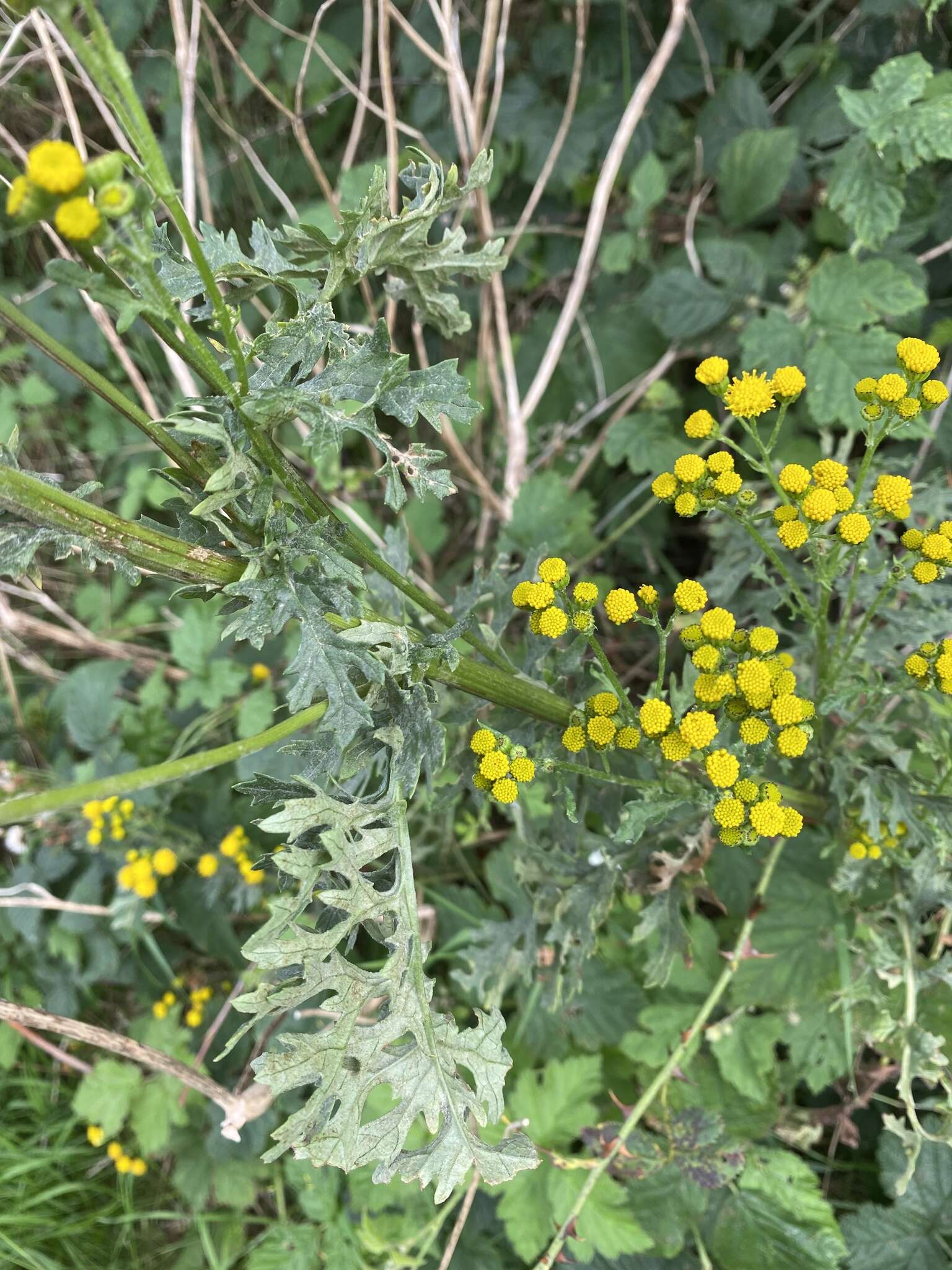 Sivun Jacobaea vulgaris subsp. dunensis (Dumort.) Pelser & Meijden kuva