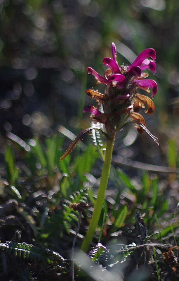 Image of Purple-Rattle