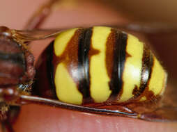 Image of Nomada flava Panzer 1798