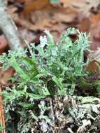 Image of Cladonia turgida Ehrh. ex Hoffm.