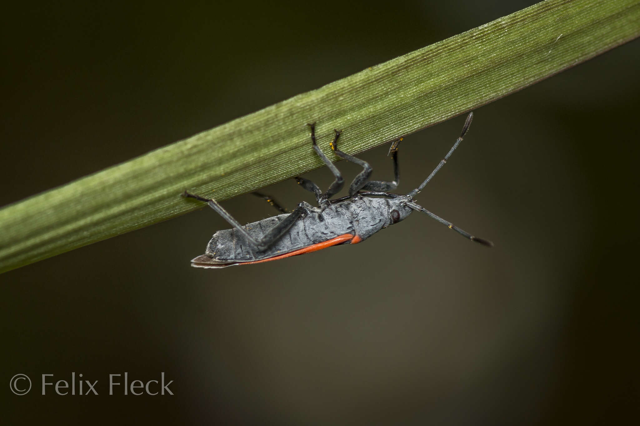 صورة Melacoryphus lateralis (Dallas & W. S. 1852)