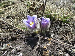 Imagem de Pulsatilla turczaninovii Krylov & Serg.