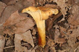 Plancia ëd Cantharellus lewisii Buyck & V. Hofst. 2011