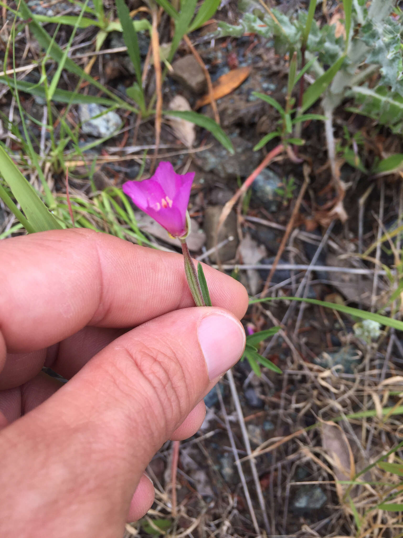 Image of slender clarkia