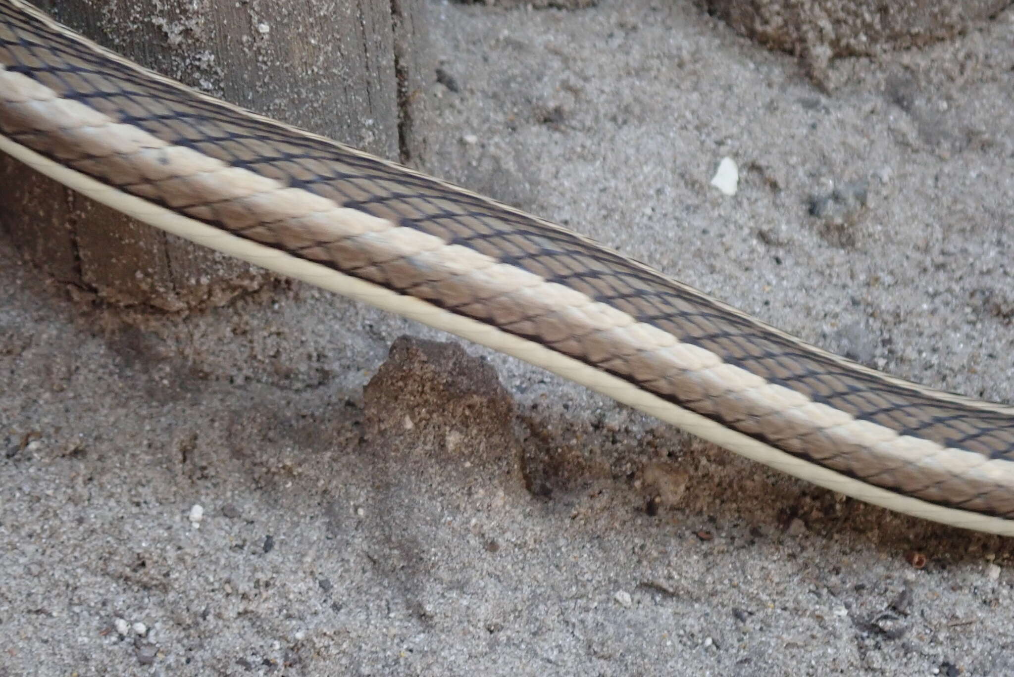 Image of Stripe-bellied Sand Snake