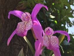 Image of Laelia speciosa (Kunth) Schltr.